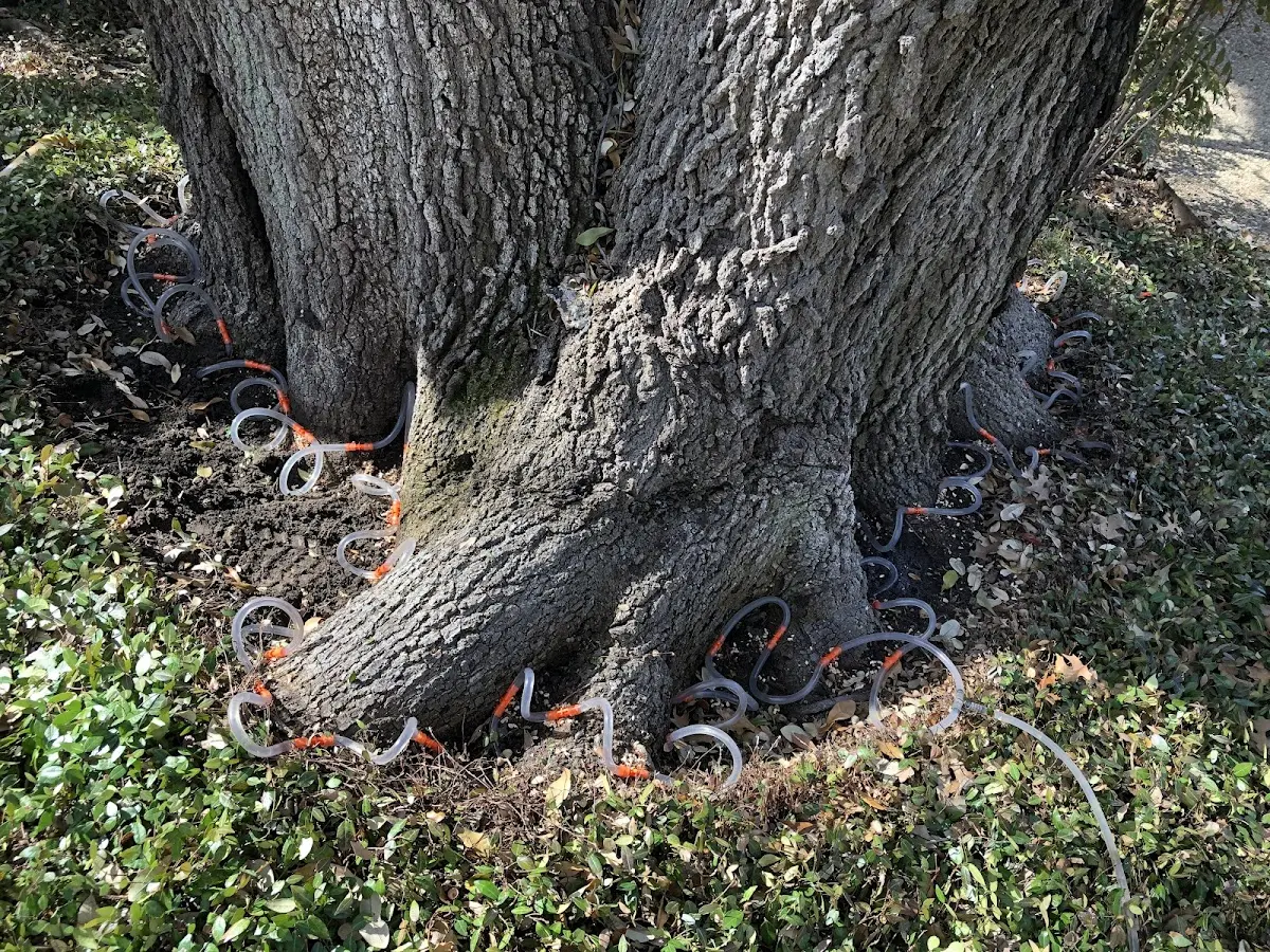 Detailed Tree Cabling and Bracing job site in Sterlington