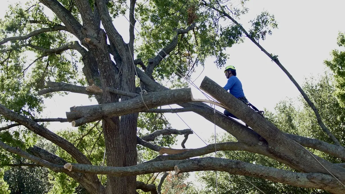 Professional Crown Thinning performed by certified arborists in Sterlington